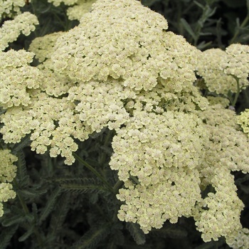 Achillea 'Anthea™' 'Anblo' PP8828