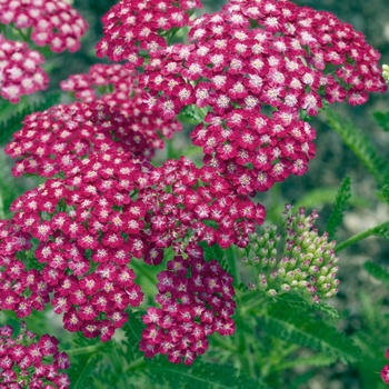 Achillea millefolium 'Cassis' 