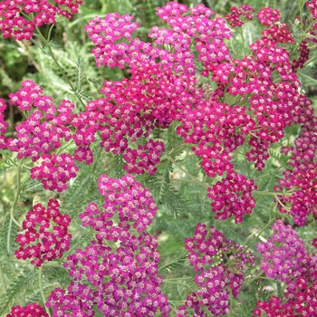 Achillea millefolium 'Red Beauty'