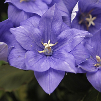 Platycodon grandiflorus 'Double Blue' 