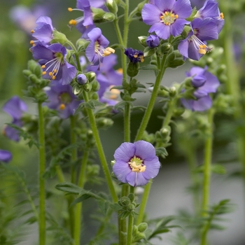 Polemonium boreale 'Heavenly Habit' 