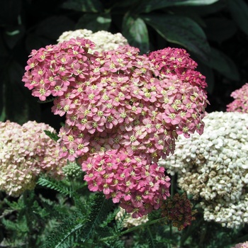 achillea millefolium lilac beauty,pink yarrow, flower ,bloom, blossom,  herbaceous perennial, summer flowering,RM Floral Stock Photo - Alamy