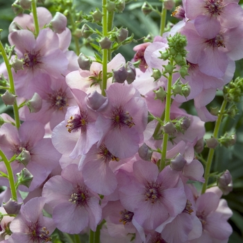 Verbascum 'Jackie in Pink'