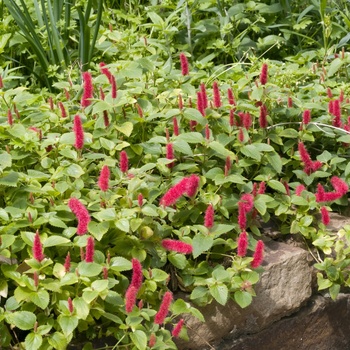 Acalypha repens