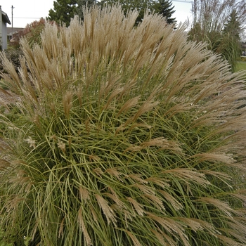 Miscanthus sinensis 'Adagio'