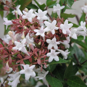 Abelia x grandiflora