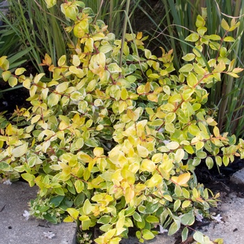 Abelia x grandiflora 'White Marvel'