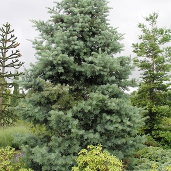 Abies concolor 'Candicans' 