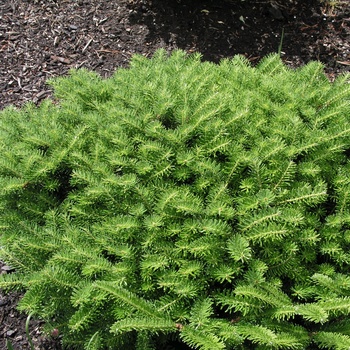 Abies koreana 'Green Carpet'