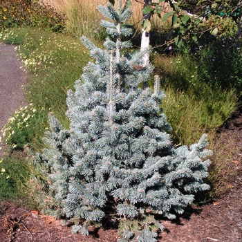 Abies lasiocarpa var. arizonica 