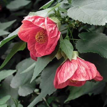 Abutilon 'Clementine' 