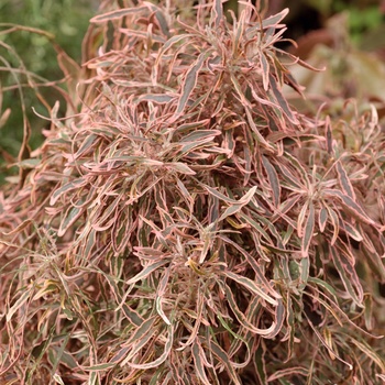 Acalypha wilkesiana 'Cypress Elf' 