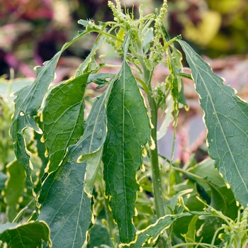 Acalypha wilkesiana 'Variegata' 