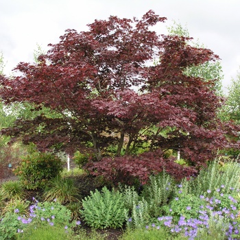 Acer palmatum 'Okagami' 