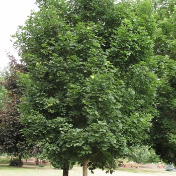 Acer platanoides 'Ezestre' 