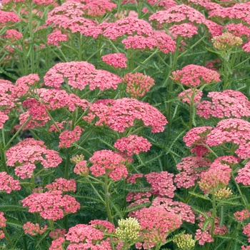 Achillea millefolium 'Apricot Delight' PPAF