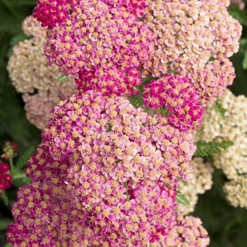 Achillea millefolium 'Heidi'