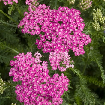 Achillea millefolium 'Montrose Rose' 