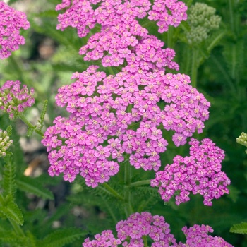 Achillea millefolium 'Pretty Belinda' 