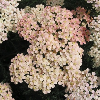 Achillea 'Salmon Beauty'