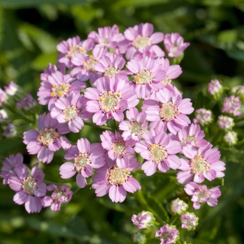 Achillea ptarmica 'Stephanie Cohen'