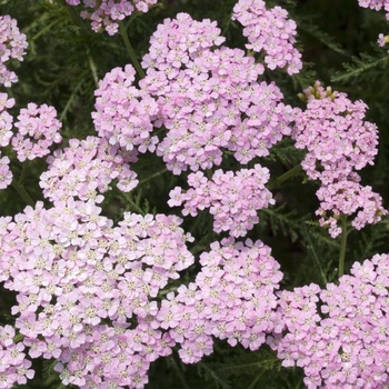 Achillea millefolium Tutti Frutti™ 'Wonderful Wampee'