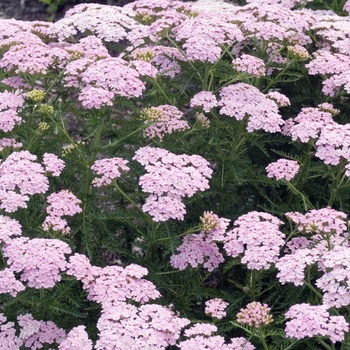 Achillea millefolium 'Wonderful Wampee' PP18760