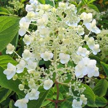 Hydrangea paniculata 'White Moth' 