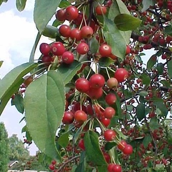 Malus 'Mary Potter' 
