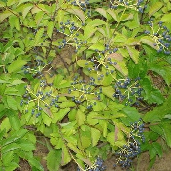 Viburnum dentatum 'KLMseventeen' 