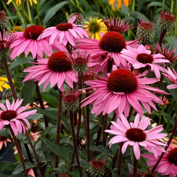 Echinacea purpurea Prairie Pillars™ 'Merlot'