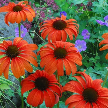 Echinacea Dream™ 'Tangerine Dream'