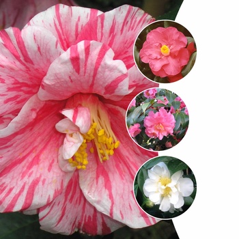 Camellia 'Multiple Varieties' 