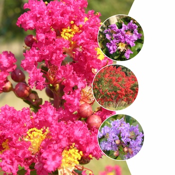 Lagerstroemia 