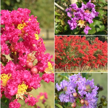 Lagerstroemia 