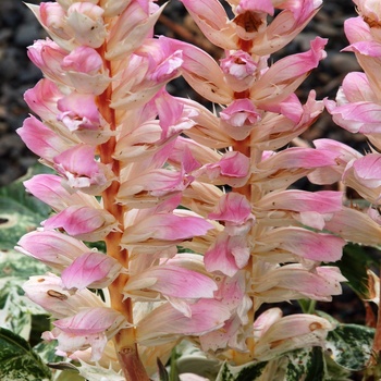 Acanthus mollis 'Tasmanian Angel' 