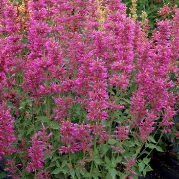 Agastache Summer™ 'Love'