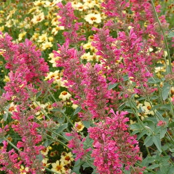 Agastache Summer™ 'Raspberry'