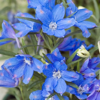 Delphinium grandiflorum 'Blue Mirror'