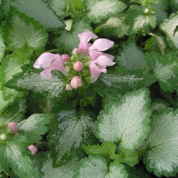 Lamium maculatum 'Pink Pewter' 