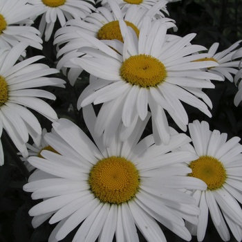 Leucanthemum x superbum 'Silver Princess'