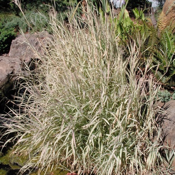 Phalaris arundinacea 'Strawberries & Cream'