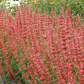 Agastache Summer™ 'Fiesta'