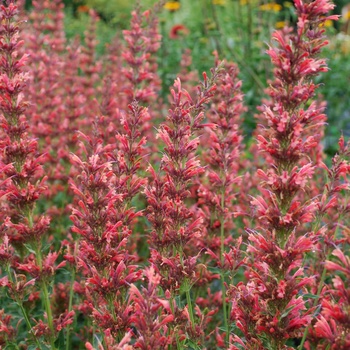 Agastache 'Fiesta' 