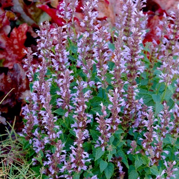 Agastache Summer™ 'Sky'