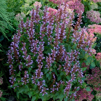 Agastache 'Sky' 