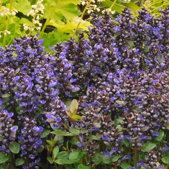 Ajuga reptans 'Blueberry Muffin' (013279)