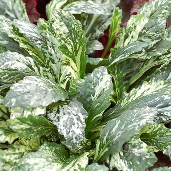 Ajuga reptans 'Sparkler'