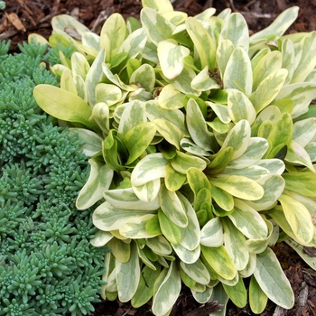 Ajuga reptans 'Toffee Chip'