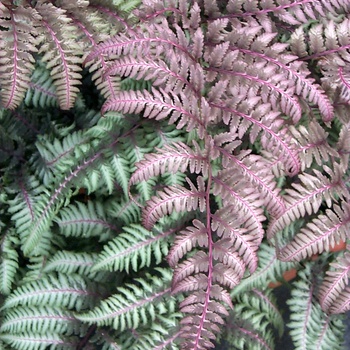 Athyrium niponicum var. pictum 'Burgundy Lace'